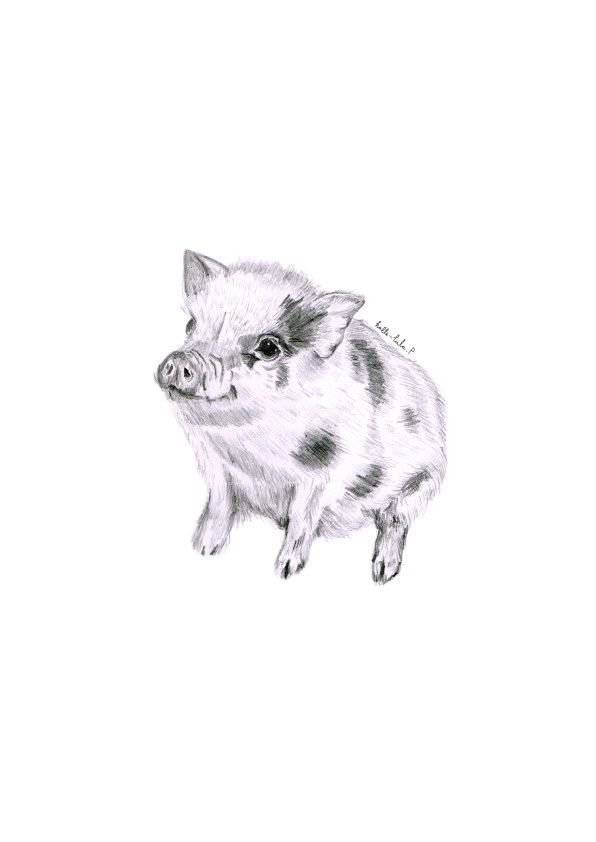 Piglet Sketch