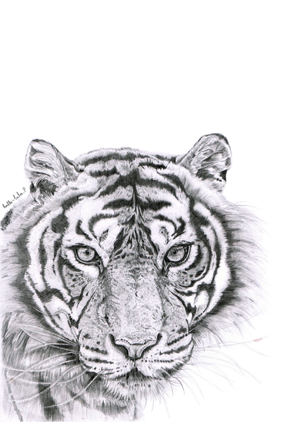 Tiger Sketch  Kreate